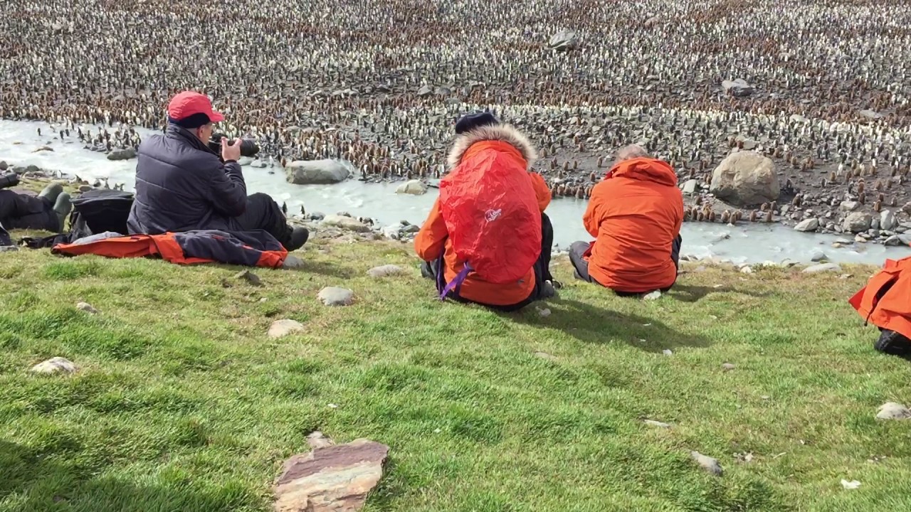 congregate housing Half a Million Penguins Congregate in One Area