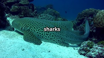 Leopard Sharks Ocean