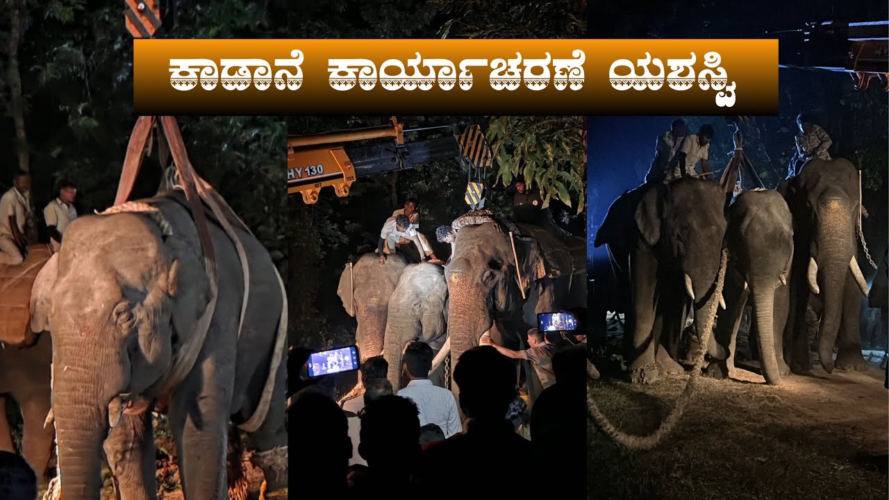 ಗ್ರಾಮಸ್ಥರ ನಿಟ್ಟುಸಿರು – ಕಾಡಾನೆ ಸೆರೆ ಕಾರ್ಯಾಚರಣೆಯ ನೇರ ದೃಶ್ಯಗಳು
