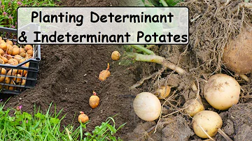 Which potatoes are determinate and indeterminate?
