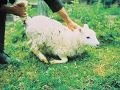 Good Shepherd Sunday - Sheep Ticks