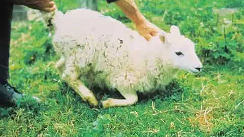 Good Shepherd Sunday - Sheep Ticks