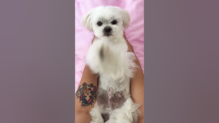#dog #pets  #puppy #cutedog  #doglife   #puppylove #maltese #cute #animation