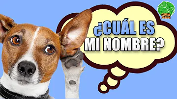 ¿De verdad saben los perros su nombre?