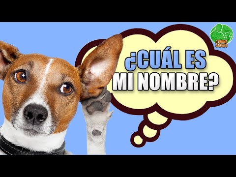 Video: Enseñar a una nueva mascota su nombre