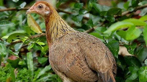 tiếng gà mái rừng kêu cục tác gọi trống, suab poj qaib tsauj 💯 2022