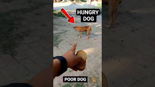 Trying to feed poor dogs 🐕 Feed and rescue stray dogs 🐶 #adoptstrays #streetdog #dogfeeding