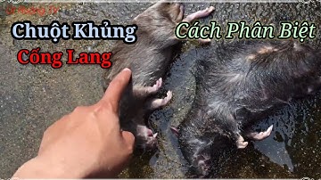 Săn chuột "CỐNG"| Chuột siêu KHỦNG | CHUỘT HEO | Cách Phân biệt "Cống lang và Cống Nhum"