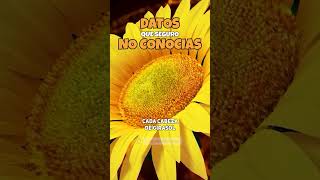 NO SABÍAS ESTO DE LOS GIRASOLES  #curiosidades #sabiasque