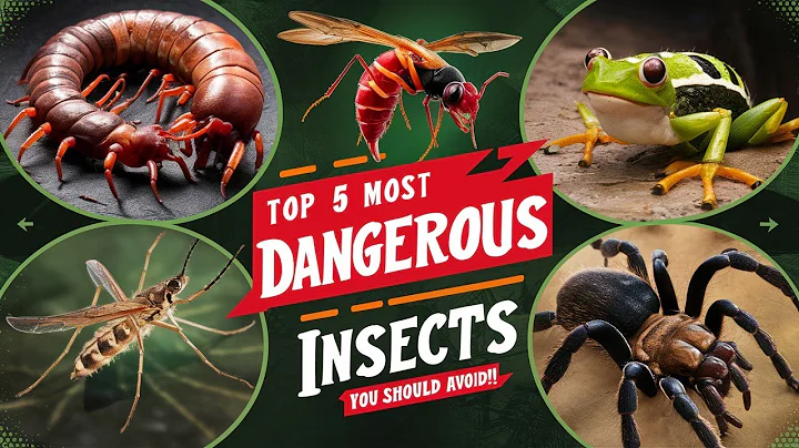 Top 5 Most Dangerous Insects You Should Avoid!