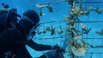 Global coral bleaching has now hit 84% of ocean