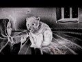 Amazing snow film by Kseniya Simonova&WWF "Save Polar Bear!" - Ксения Симонов