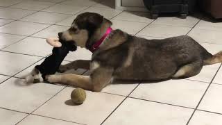 Video of adoptable pet named Shasta