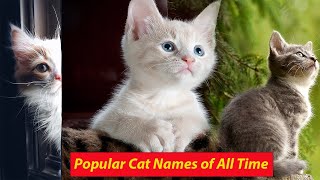 Top & Most Popular Cat Name Ideas  of All Time by Anim_Kin 8,241 views 11 months ago 2 minutes, 7 seconds