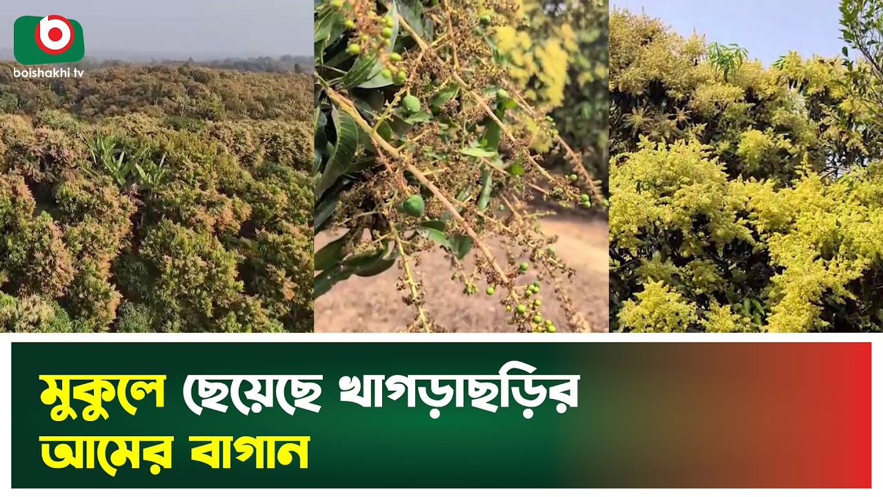 মুকুলে ছেয়েছে খাগড়াছড়ির আমের বাগান | Mango | Khagrachari | Boishakhi Tv News