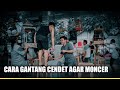 Cara Dan Trik Menggantang Burung Cendet Agar Bisa Juara Mp3 - Mp4 Download