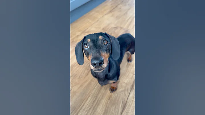 The cheese tax 🧀😍 #dachshund #dog #fyp #pets #dogs #cute #dogshorts #cheese #cutedog #sausagedog