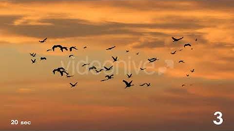 Flock of Birds | Motion Graphics - Envato elements