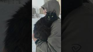 Заберите меня домой😣 Мне страшно😱 Наши прогулки. день 3 #котики