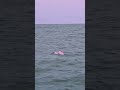 Pink dolphins are among the rarest dolphins in the world