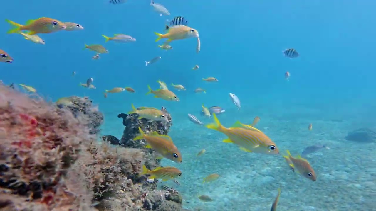 A Short Dive with Reza  March 2025