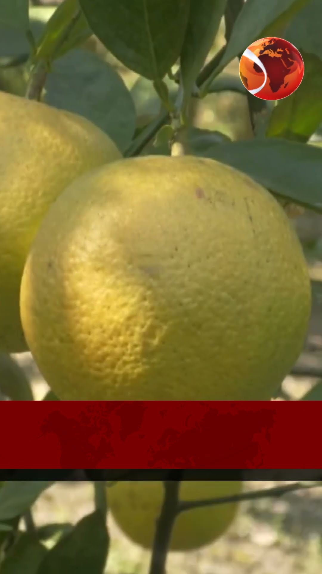 আফ্রিকান হলুদ মাল্টার বাণিজ্যিক চাষে সাফল্য | #channel24 #news #channel24_news