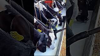 A New Way to Feed Milk to Calves | Cows & Babies Milk Feeding Technique 🐄🥛#Cow #Calf #BabyCalf #Milk