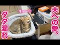夫に対する態度が完全に恋する乙女な猫