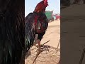 lakha asil khubsurat Bird|#aseelmurga #yuotubeshorts #adaseel