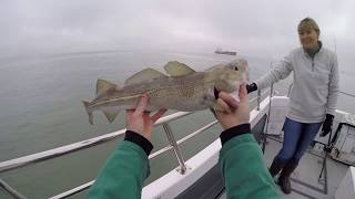 Cod Fishing Solent Southcoast Uk