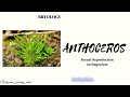 Archegonium Of Anthoceros -Malayalam | Venter Cell | Neck Canal Cell | Bryophyte