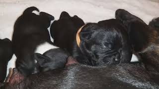 33Ème Vidéo Maman Romy Et Ses Chiots De La 52Ème Portée De Staffordland