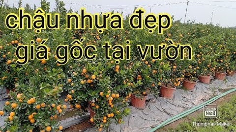 quất chậu nhựa, quất cảnh, quất tết 2021 - 2022 LH 0372386855