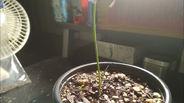 Growing Joshua Trees From Seed