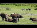 Wildlife of Tanzania (Сафари в Танзании)