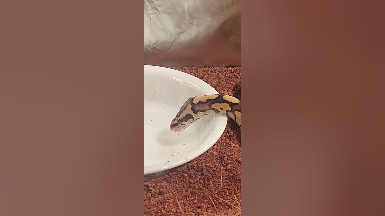 pastel ball python basking, slow mow strike, and a yawn. - YouTube