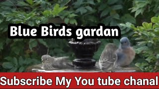 Blue Birds Bardan Gurdan