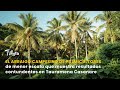 El arraigo campesino de palmicultores muestra resultados contundentes- TvAgro por Juan Gonzalo Angel