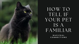 How to Tell if Your Pet is a Familiar