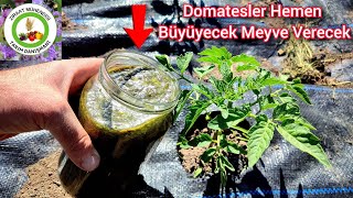 En Organik Gübre Domatesler Coştu Hemen Büyüdü Ve Meyve Verecek🍅Domatese Asla Bit Böcek Gelmez