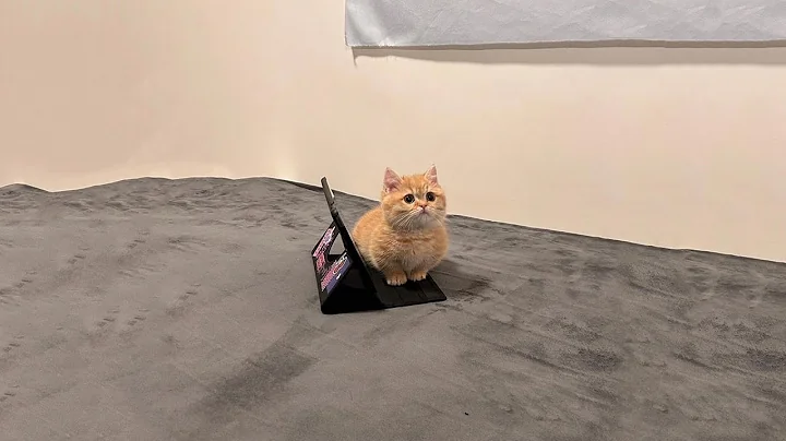 Video 9713241: cat furries funny, furry animals, laugh cats funny animal