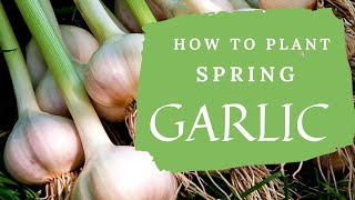 Plant GARLIC in SPRING with This Simple Trick!