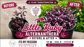 💜Growing Little Ruby Plant from Cuttings | Easy Propagation Guide