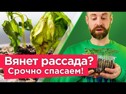 ВСЯ РАССАДА ПОГИБНЕТ за считанные дни от этих болезней! Страшные болезни рассады и как их избежать