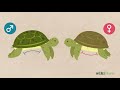 Cómo Saber Si Una Tortuga Es Hembra O Macho