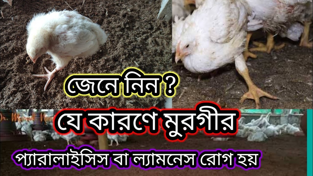 পোল্ট্রির মুরগির প্যারালাইসিস বা খোঁড়া হয়ে যাওয়ার কারণ ও প্রতিকার। পোল্ট্রি ফার্ম 