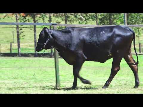 LOTE 178 7896CS