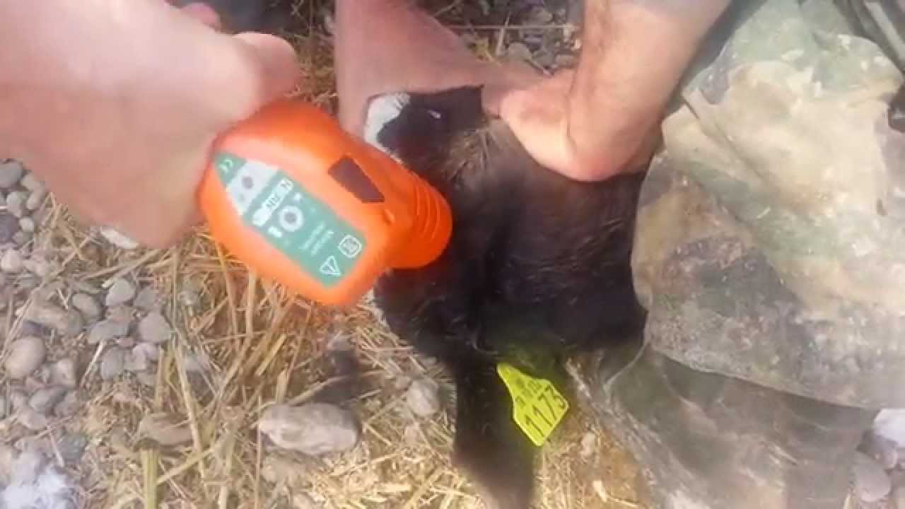 Horn up Kalfarm boynuz yakma