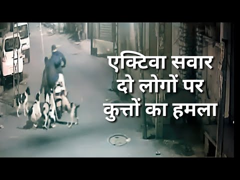 Stray dogs attack on two people going on scooter in Jalandhar