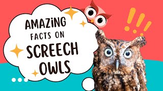 Amazing Facts about Screech Owls